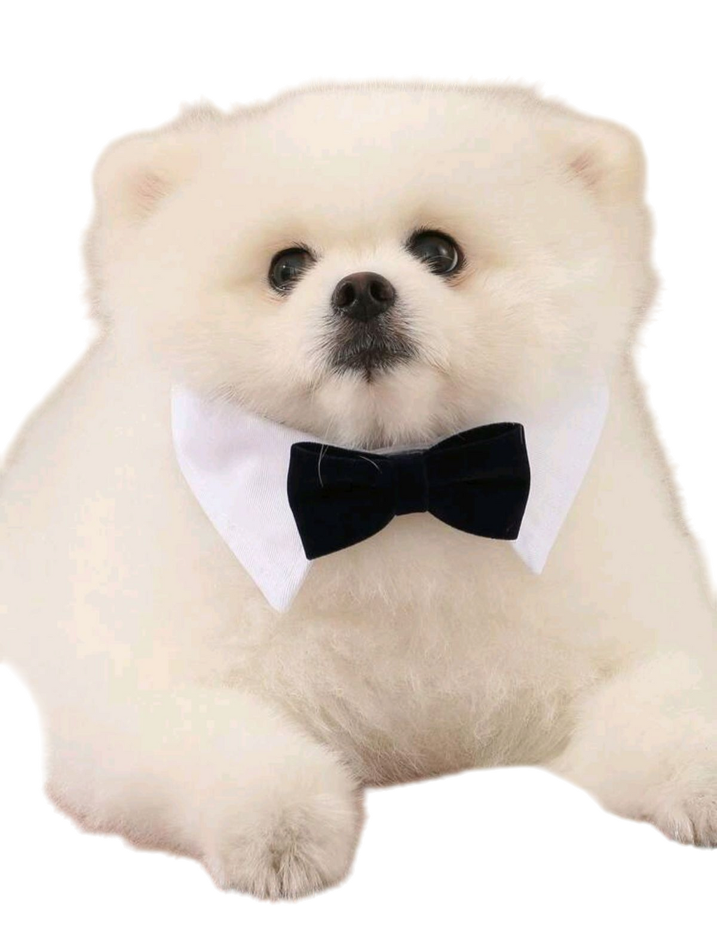 Moño para Mascotas