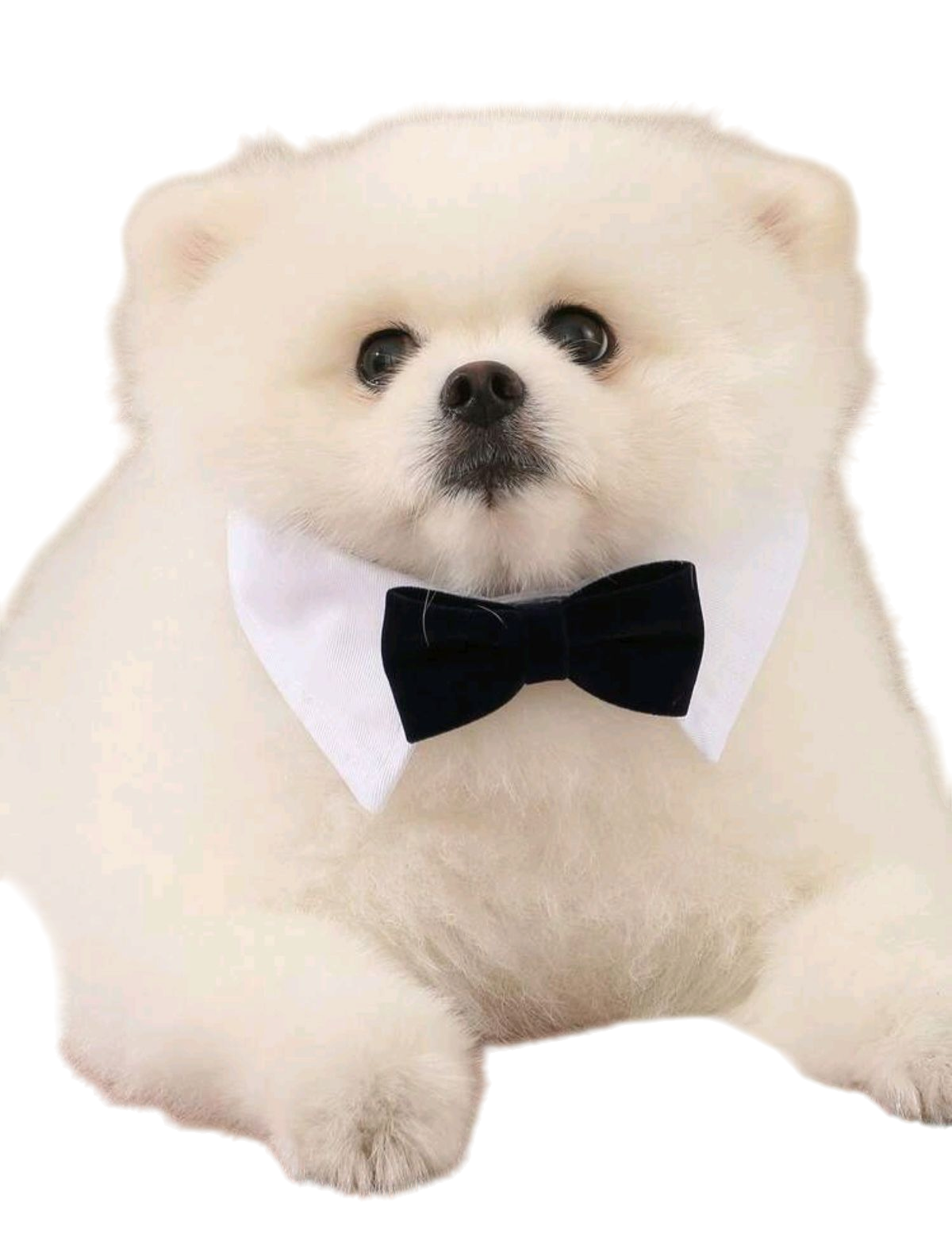 Moño para Mascotas