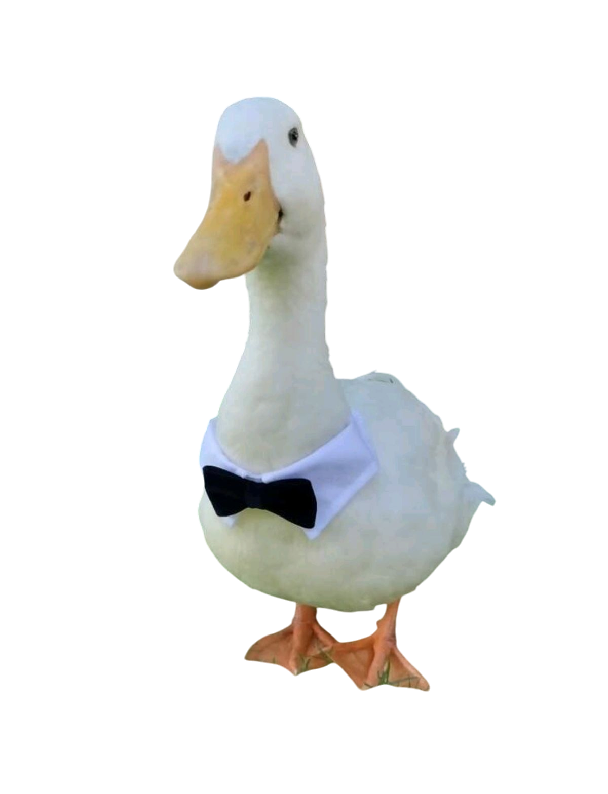 Moño para Mascotas