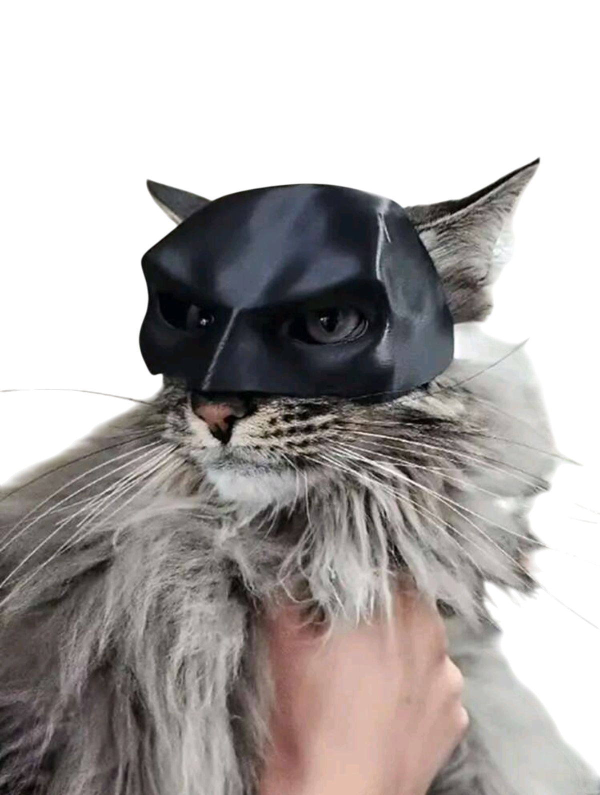 Mascara para Mascotas